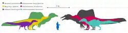 Scale drawing; Baryonyx was much bigger than a human, but mid-sized compared with other spinosaurids.