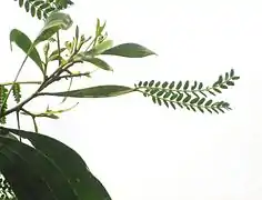 Acacia koa with both lamina-supporting and laminaless phyllodes.